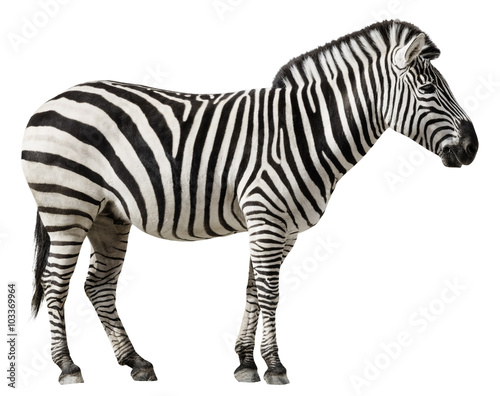 Fototapeta Naklejka Na Ścianę i Meble -  Zebra Isolated on a White Background