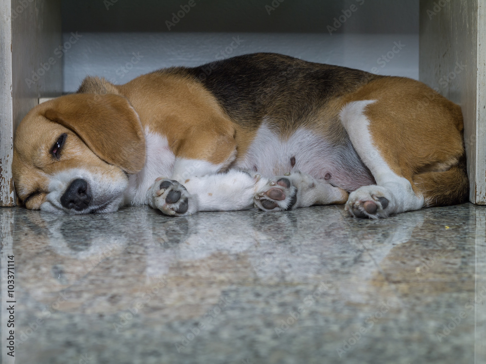 Sleeping beagle