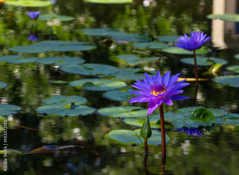 water lily