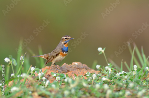 Bird (Bluethroat) , Thailand