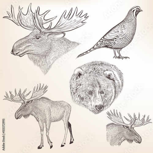 Set of detailed hand drawn animals