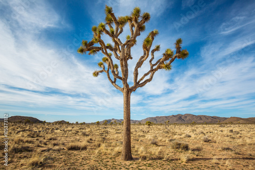 Joshua Tree in the National Park