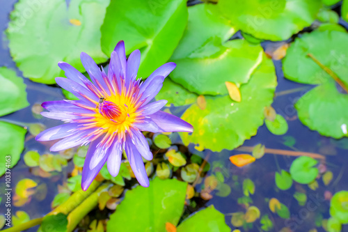 Lotus flower in water pot