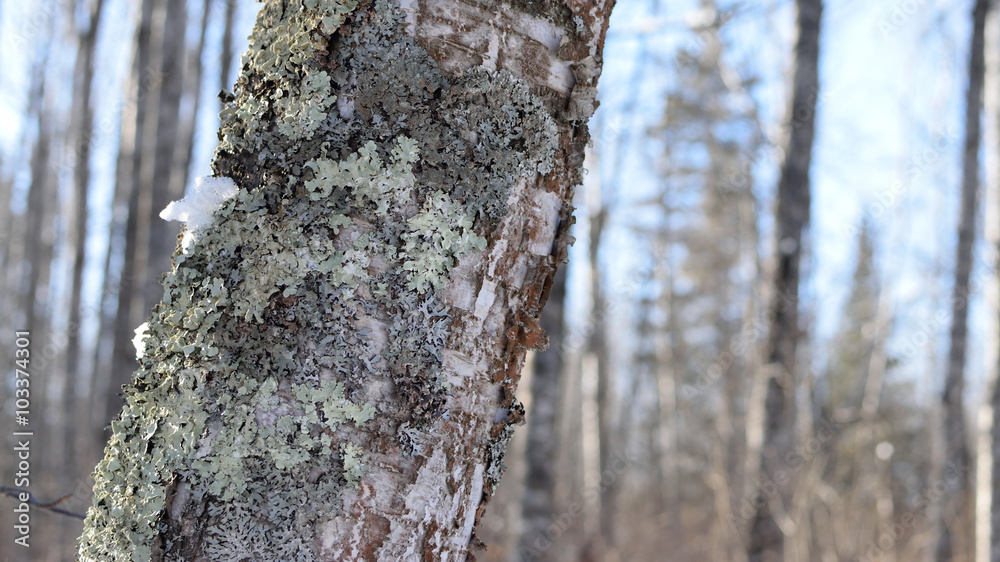 Paper Birch (Betula papyrifera) Tree in Winter Paper Birch (Betula papyrifera) Tree in Winter