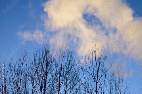 Smoke Cloud and Aspen Trees