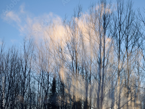 Smoke and Aspen Trees