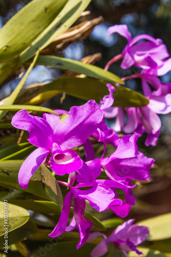 pink orchid on nature background