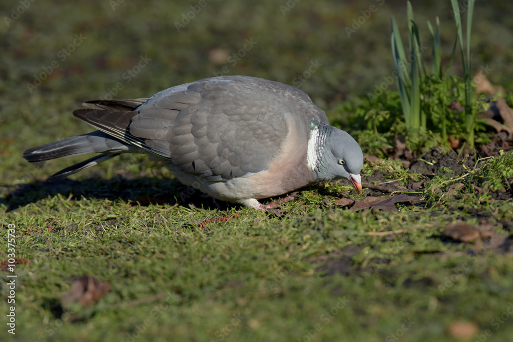 Fototapeta premium Common Wood Pigeon, Wood Pigeon, Columba palumbus