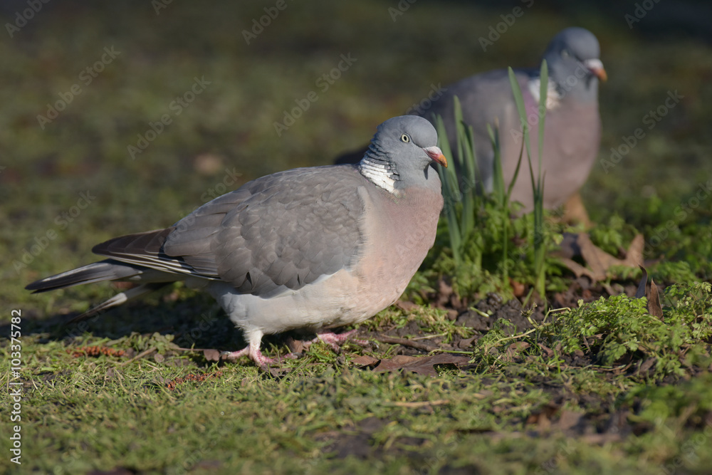 Obraz premium Common Wood Pigeon, Wood Pigeon, Columba palumbus