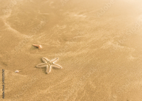 Small starfish in wet sand on the beach