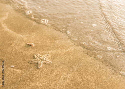 Small starfish in wet sand on the beach, rolling wave