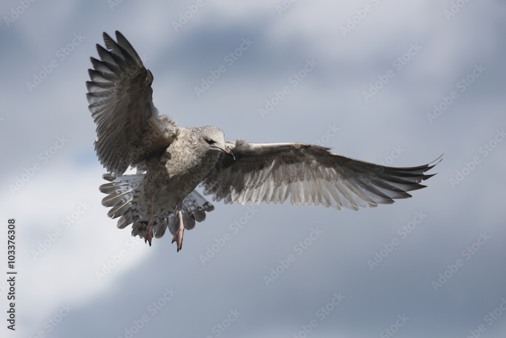 Fototapeta premium European Herring Gull, Larus argentatus