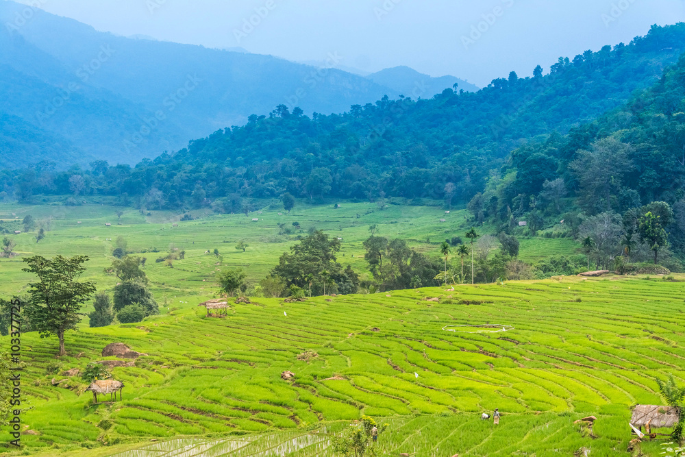 Beautiful paddy fields at Randenigala, Sri Lanka