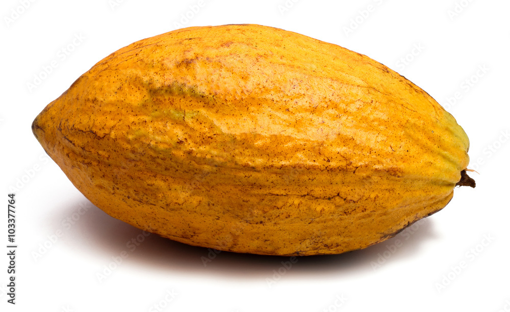 fresh cacao pods on white background fresh cacao pods on white background