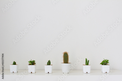Six cactus in small pots on white table over white wall
