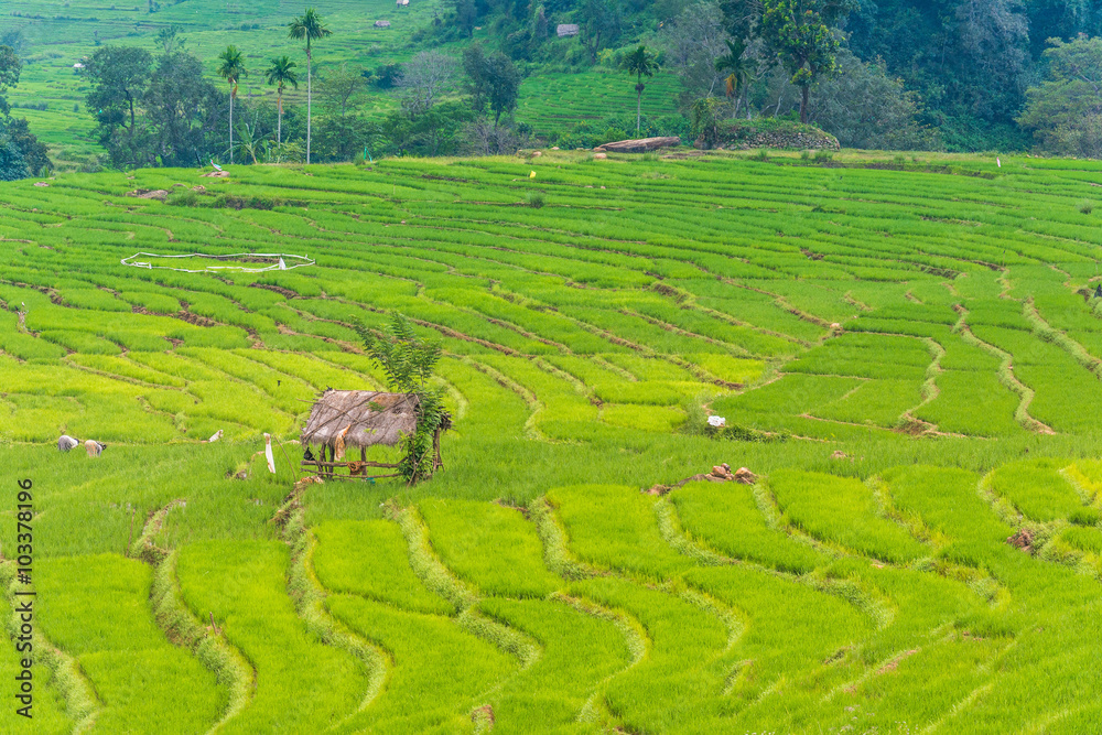 Beautiful paddy fields at Randenigala, Sri Lanka Beautiful paddy fields at Randenigala, Sri Lanka