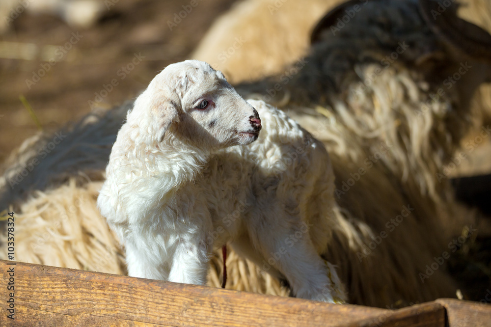 Sheep with lamb on rural farm Sheep with lamb on rural farm
