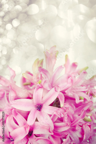 Pink hyacinth on abstract background © erika8213