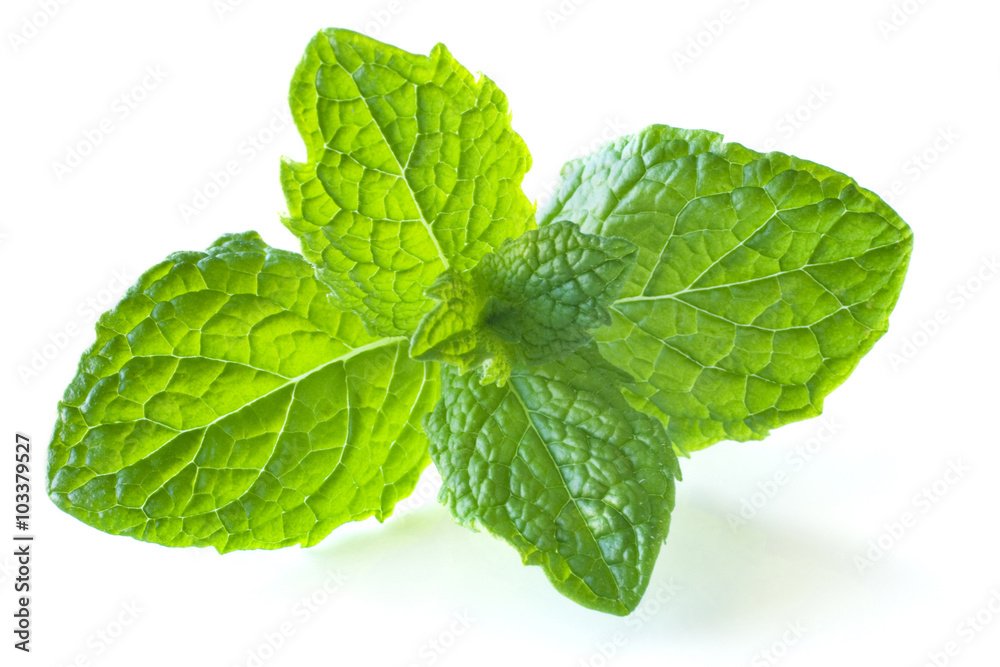 Mint Leaves Isolated on White Mint Leaves Isolated on White