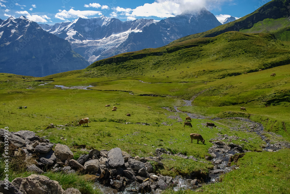 Cows in an Alpine meadow with mountains in snow in background. Jungfrau region, Switzerland