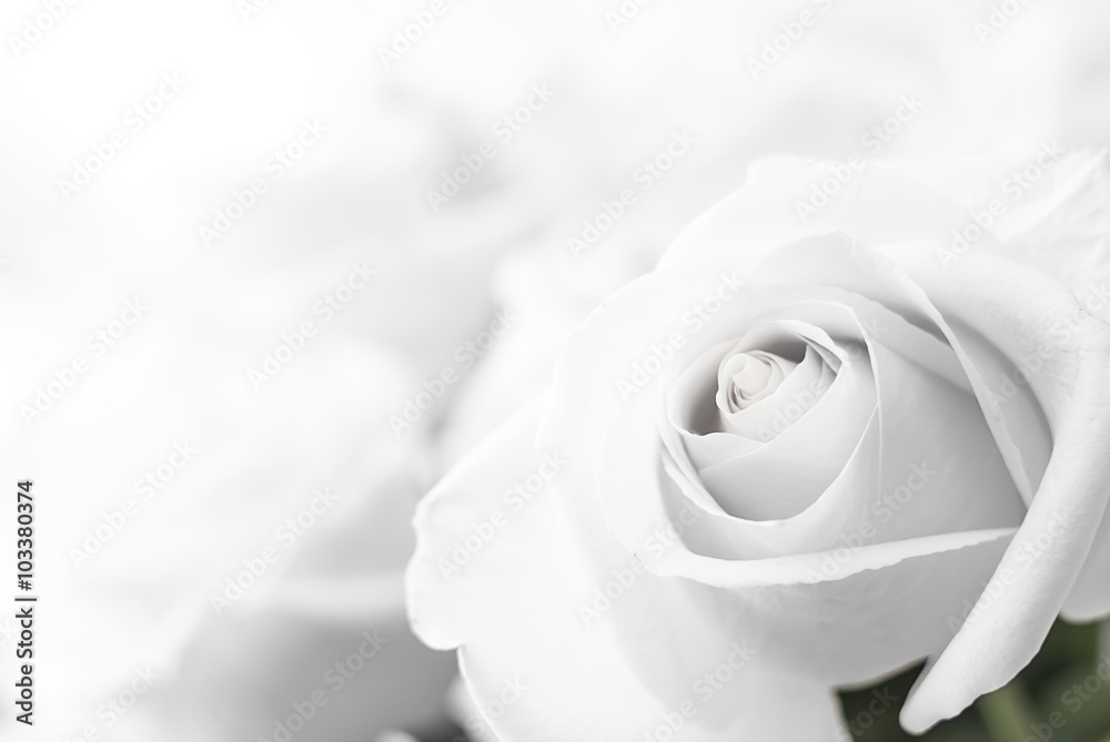 Naklejka premium białe róże zbliżenie