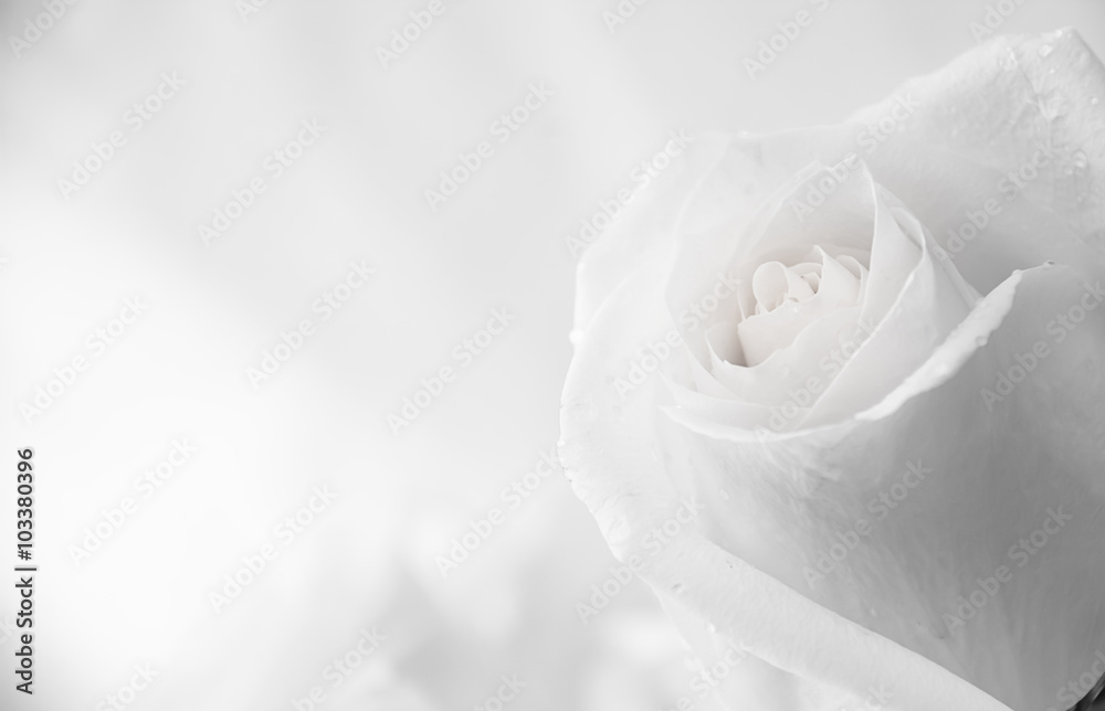 Obraz premium białe róże zbliżenie