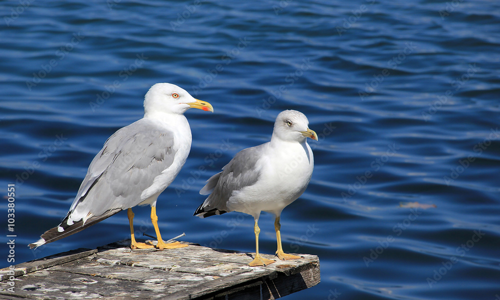 Seagulls standing on the pier