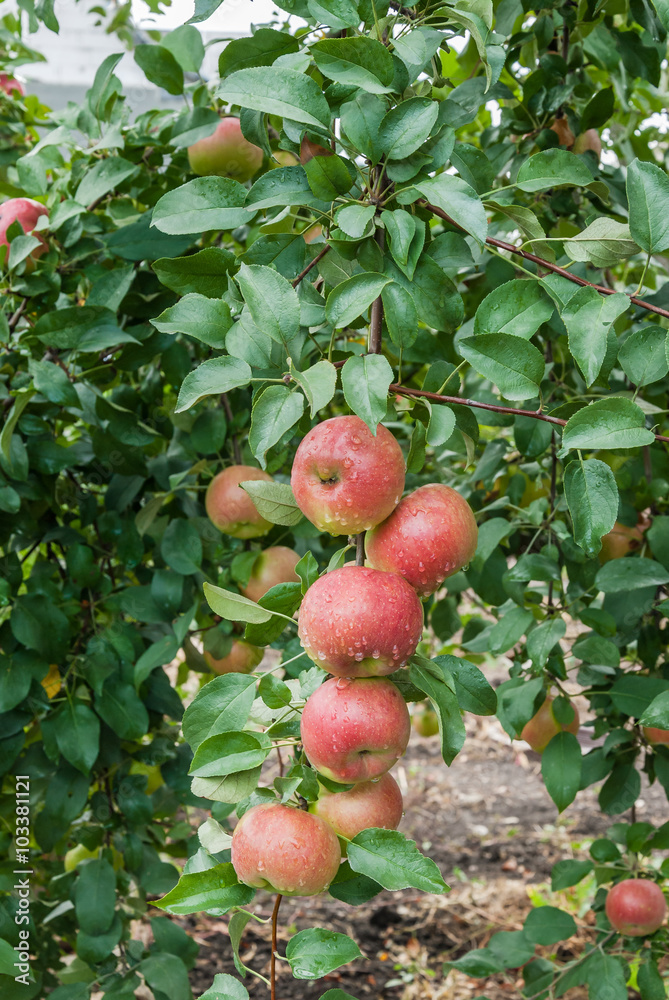 Ripe red apples Ripe red apples