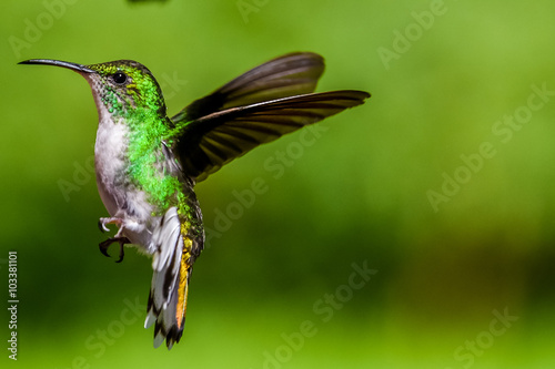 Beautiful Hummingbird with amazing colors