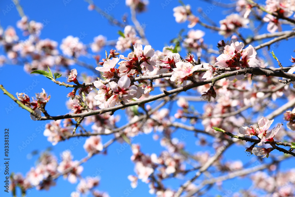 abstract dreamy and blurred image of spring white cherry blossoms tree. selective focus. vintage filtered
abstract dreamy and blurred image of spring white cherry blossoms tree. selective focus. vintage filtered