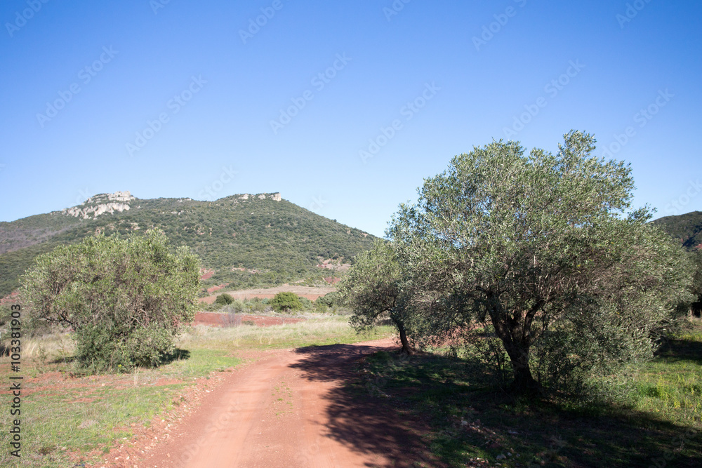 Un chemin à travers un champ d'olivier et des collines au fond Un chemin à travers un champ d'olivier et des collines au fond