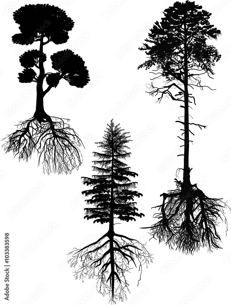Fototapeta premium isolated three black large pines with roots