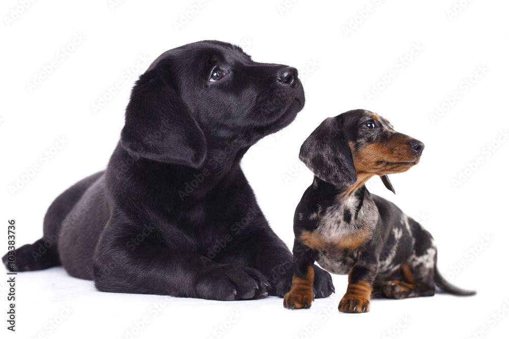 Obraz premium Dachshund miniature and labrador puppies