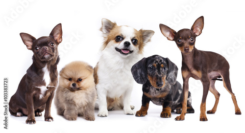 group of small decorative dog companions © liliya kulianionak
