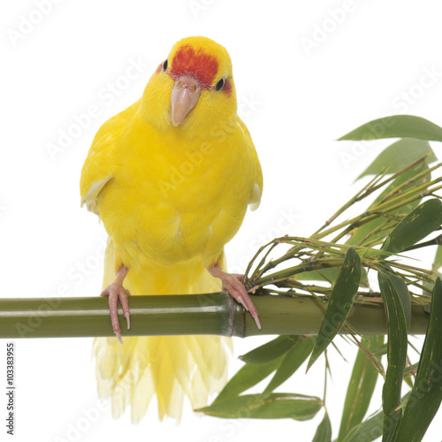 Billede på lærred Red-fronted Kakariki parakeet