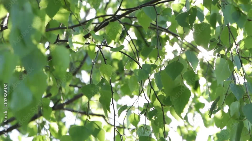 They make their way through the leaves of birch bright sun rays
They make their way through the leaves of birch bright sun rays