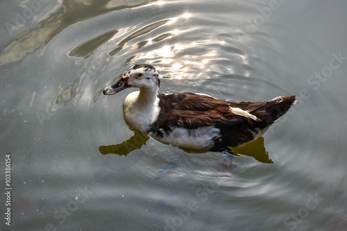 Muscovy Duck swimming in the water