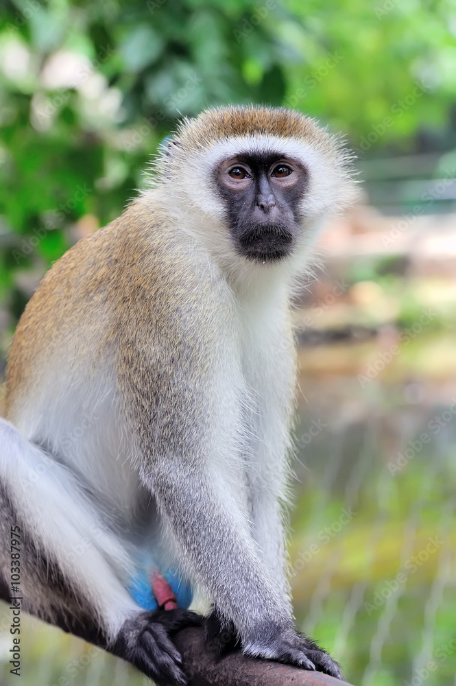 Close-up vervet monkey