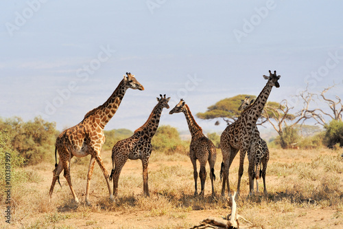 Fototapeta Naklejka Na Ścianę i Meble -  Giraffe in National park of Kenya