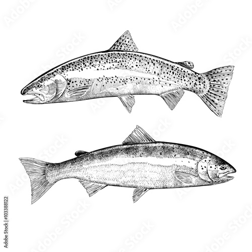 Hand Drawn Trout and Salmon Illustration
