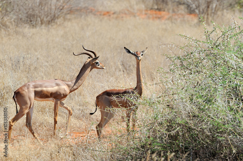 Gerenuk in National park of Kenya  Africa