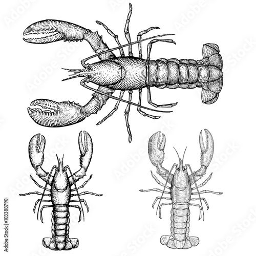 Lobster Illustration