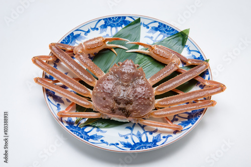 snow crab