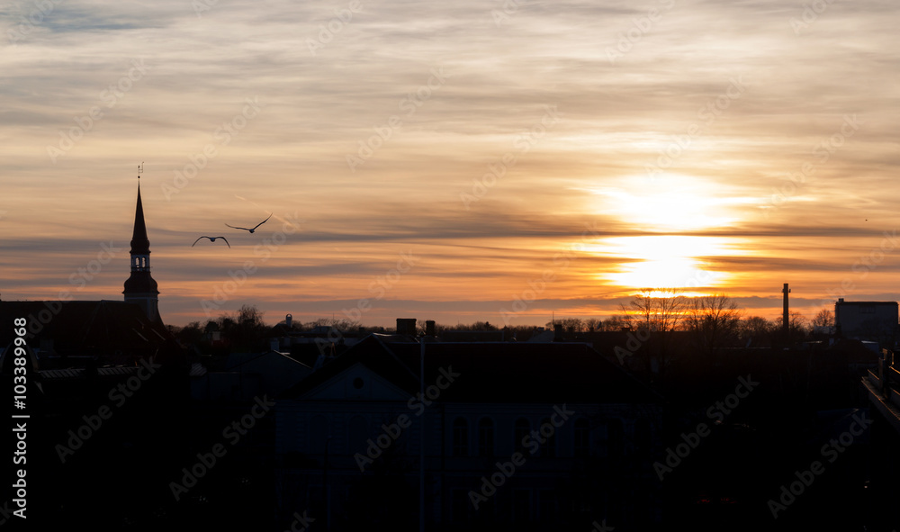 the sunset of city with birds
