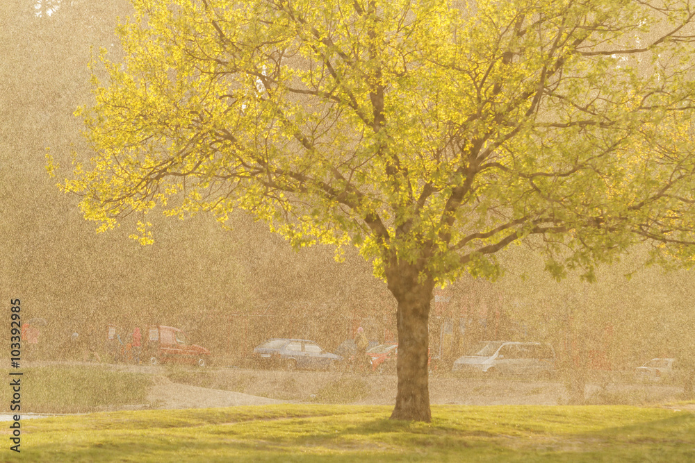 Tree at sunset in the rain/Tree at sunset in the rain, the first spring rain