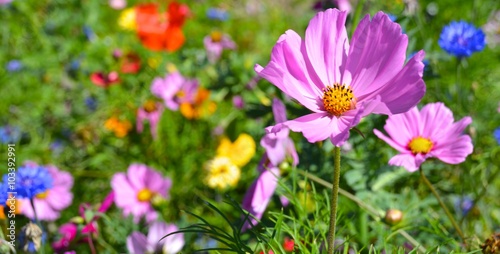 Gru  karte - Blumenwiese - Sommerblumen