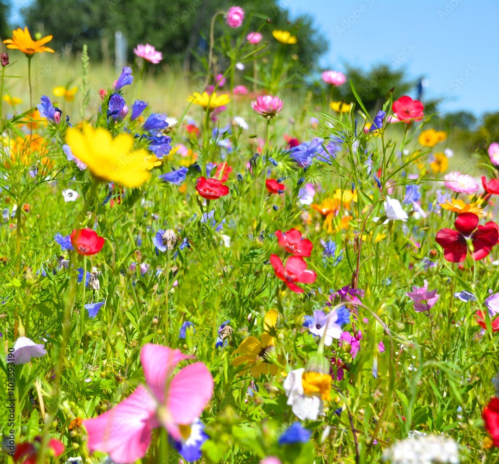 Grußkarte - Blumenwiese - Sommerblumen Stock Photo | Adobe Stock