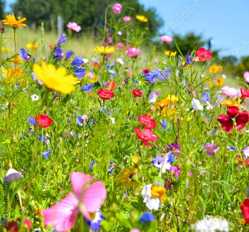 Fototapeta Naklejka Na Ścianę i Meble -  Grußkarte - Blumenwiese - Sommerblumen