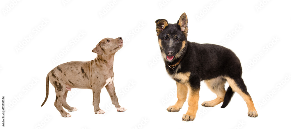 Fototapeta premium Puppy pit bull and German Shepherd standing together