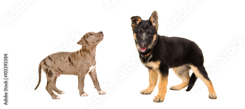 Puppy pit bull and German Shepherd standing together